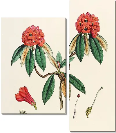 Картина Рододендроны Сиккима-Гималаев, табл. 08 (1849–1851 гг.)