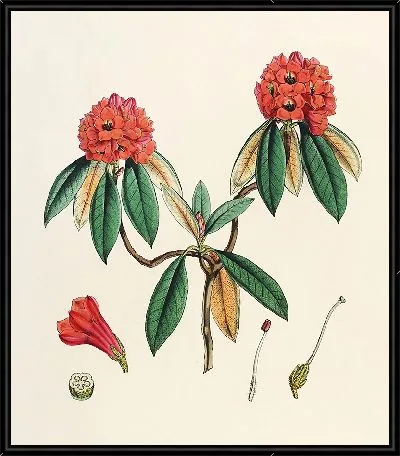 Рододендроны Сиккима-Гималаев, табл. 08 (1849–1851 гг.)