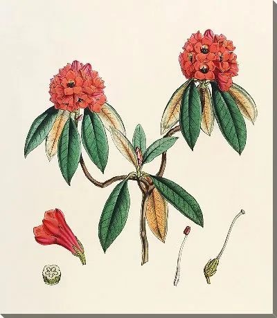 Рододендроны Сиккима-Гималаев, табл. 08 (1849–1851 гг.)