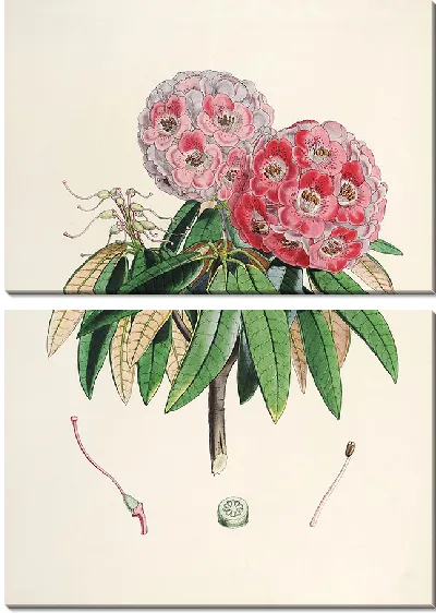 Картина Рододендроны Сиккима-Гималаев, табл. 06 (1849–1851 гг.)