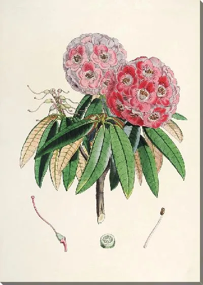 Картина Рододендроны Сиккима-Гималаев, табл. 06 (1849–1851 гг.)