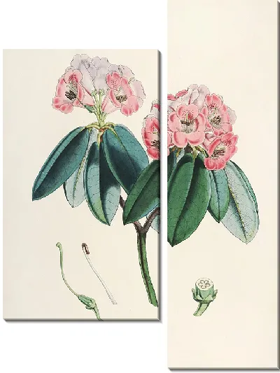 Картина Рододендроны Сиккима-Гималаев, табл. 05 (1849–1851 гг.)