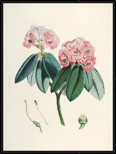 Картина Рододендроны Сиккима-Гималаев, табл. 05 (1849–1851 гг.)
