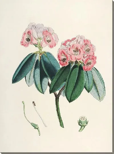 Картина Рододендроны Сиккима-Гималаев, табл. 05 (1849–1851 гг.)