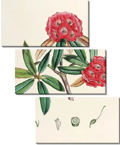 Картина Рододендроны Сиккима-Гималаев, табл. 04 (1849–1851 гг.)