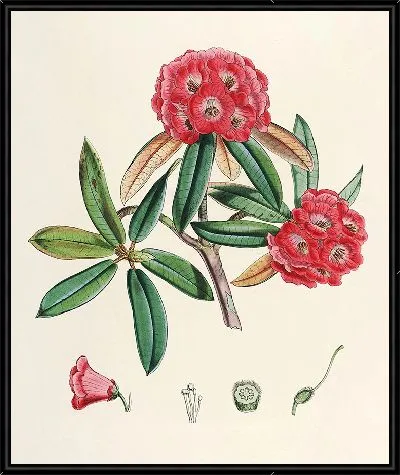 Картина Рододендроны Сиккима-Гималаев, табл. 04 (1849–1851 гг.)