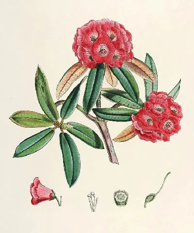 Картина Рододендроны Сиккима-Гималаев, табл. 04 (1849–1851 гг.)