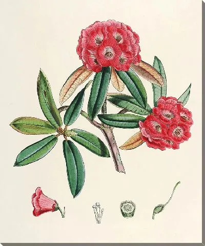 Картина Рододендроны Сиккима-Гималаев, табл. 04 (1849–1851 гг.)