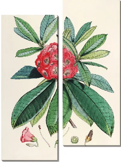 Картина Рододендроны Сиккима-Гималаев, табл. 03 (1849–1851 гг.)