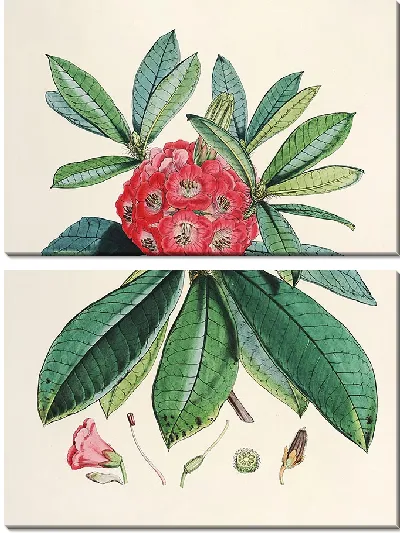 Картина Рододендроны Сиккима-Гималаев, табл. 03 (1849–1851 гг.)