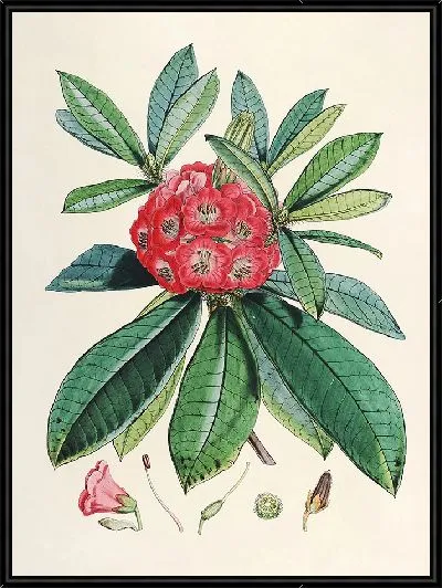 Картина Рододендроны Сиккима-Гималаев, табл. 03 (1849–1851 гг.)