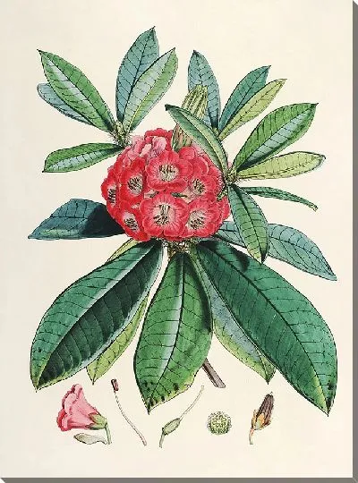 Картина Рододендроны Сиккима-Гималаев, табл. 03 (1849–1851 гг.)