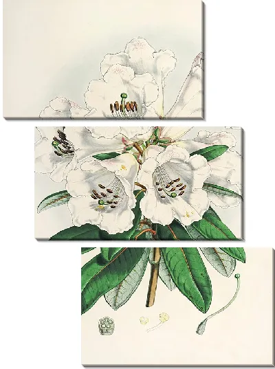 Картина Рододендроны Сиккима-Гималаев, табл. 02 (1849–1851 гг.)