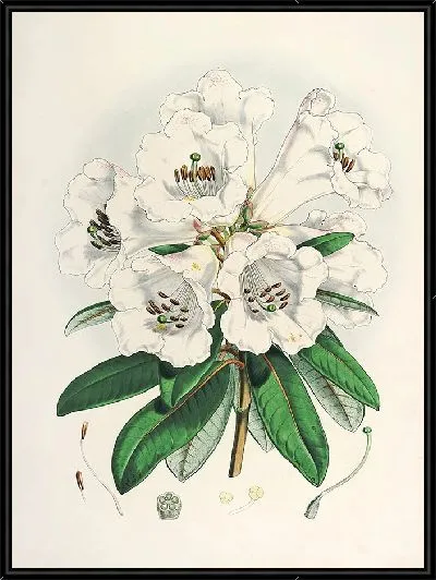 Картина Рододендроны Сиккима-Гималаев, табл. 02 (1849–1851 гг.)