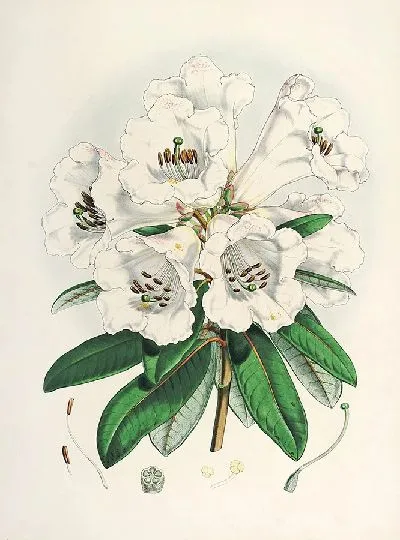 Картина Рододендроны Сиккима-Гималаев, табл. 02 (1849–1851 гг.)