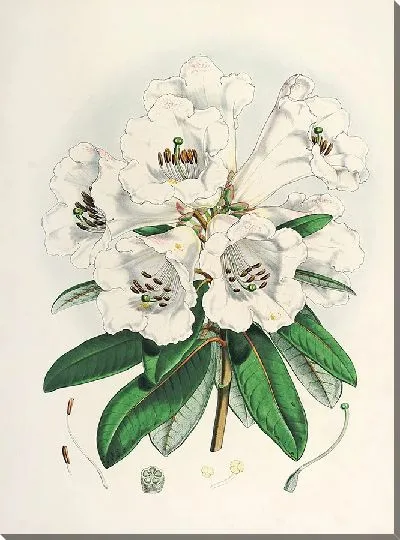 Картина Рододендроны Сиккима-Гималаев, табл. 02 (1849–1851 гг.)