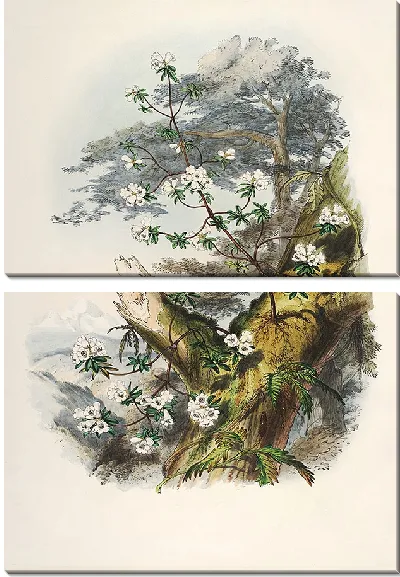 Картина Рододендроны Сиккима-Гималаев, табл. 01 (1849–1851 гг.)