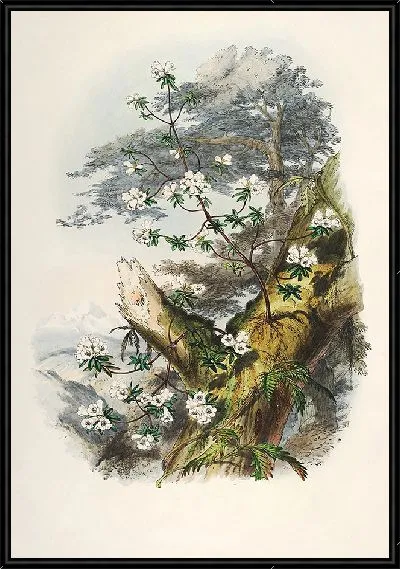 Картина Рододендроны Сиккима-Гималаев, табл. 01 (1849–1851 гг.)