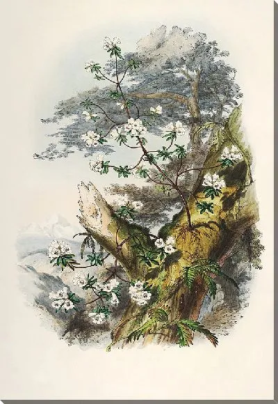 Картина Рододендроны Сиккима-Гималаев, табл. 01 (1849–1851 гг.)