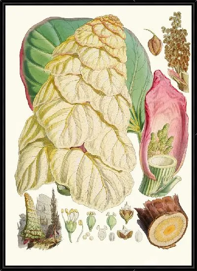 Картина Реум Нобиле, Хфанд Т. (1855)