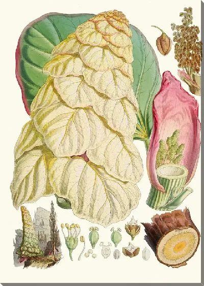 Картина Реум Нобиле, Хфанд Т. (1855)