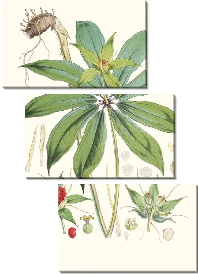 Картина Пэрис Полифилла, Смит. (1855)