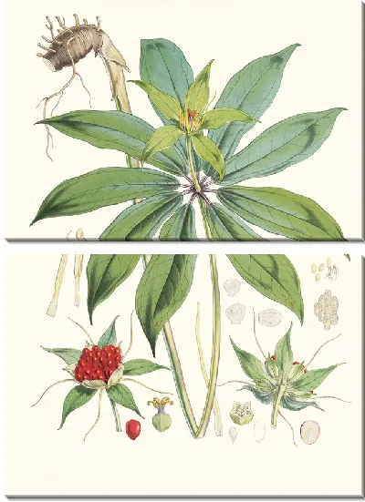 Картина Пэрис Полифилла, Смит. (1855)