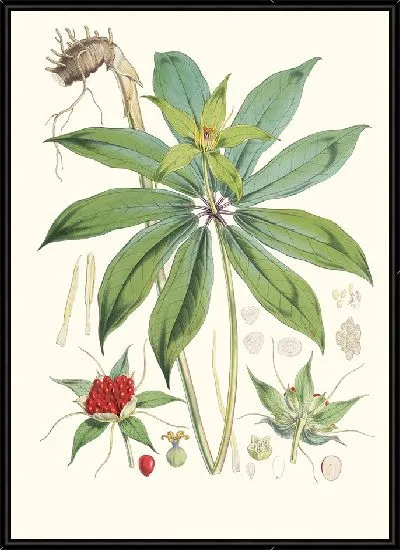 Картина Пэрис Полифилла, Смит. (1855)