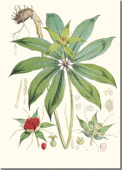 Картина Пэрис Полифилла, Смит. (1855)