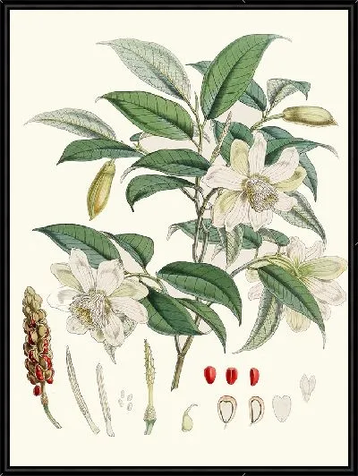 Картина Микелия Каткартии, Hf et T. (1855)