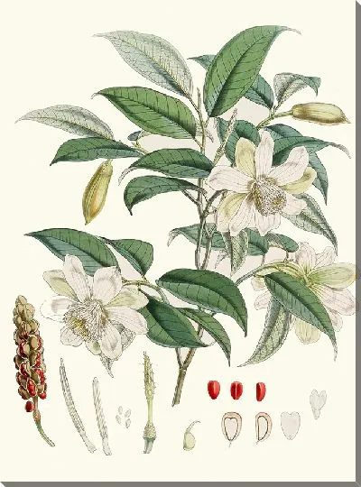 Картина Микелия Каткартии, Hf et T. (1855)