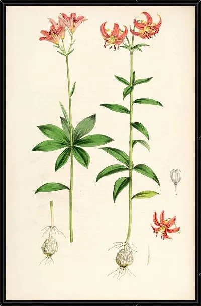 Картина Лилия медеолоидная (1877-1880)