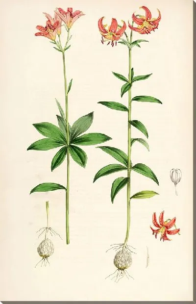 Картина Лилия медеолоидная (1877-1880)