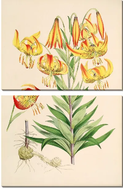 Картина Лилия Супербум (1877-1880)