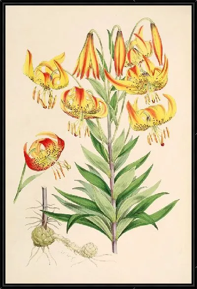 Картина Лилия Супербум (1877-1880)