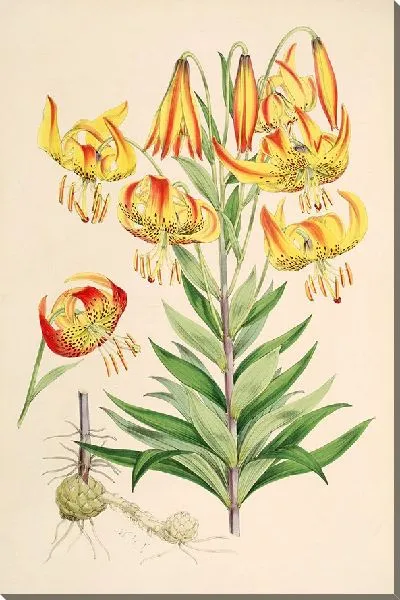 Картина Лилия Супербум (1877-1880)