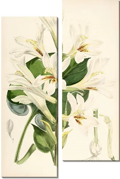 Картина Лилия сердцелистная (1877-1880)