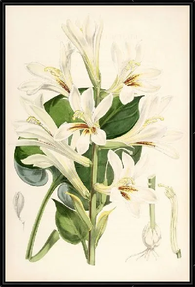 Картина Лилия сердцелистная (1877-1880)