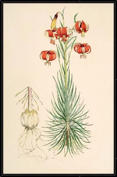 Картина Лилия Помпониум (1877-1880)
