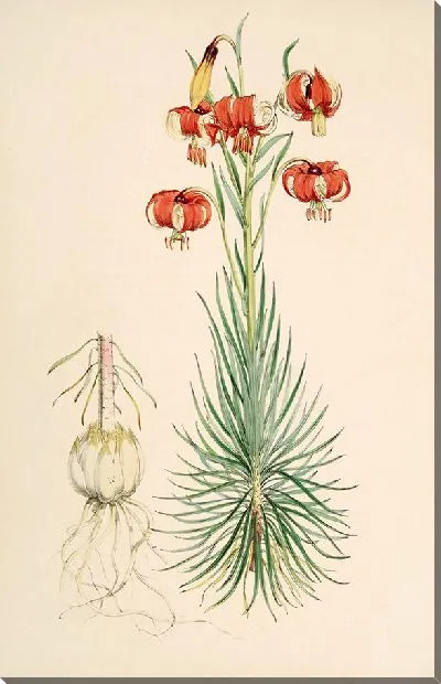 Картина Лилия Помпониум (1877-1880)