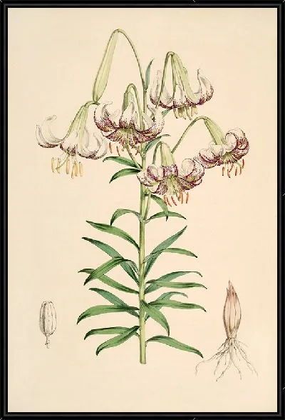 Картина Лилия Полифиллум (1877-1880)