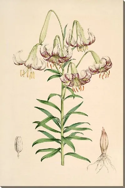 Картина Лилия Полифиллум (1877-1880)