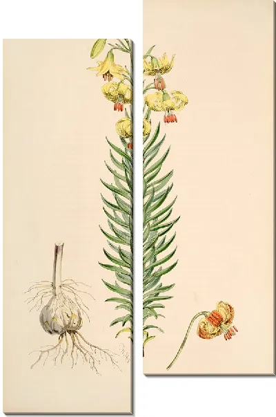 Картина Лилия Пиренаикум (1877-1880)