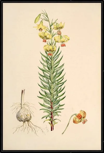 Картина Лилия Пиренаикум (1877-1880)