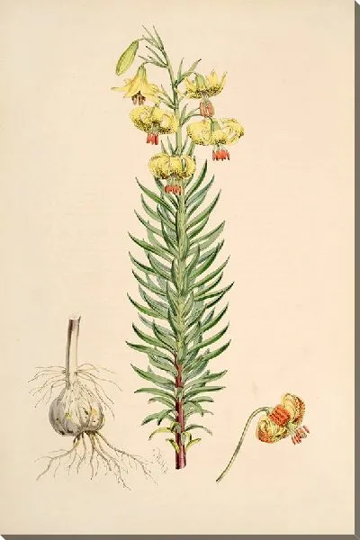 Картина Лилия Пиренаикум (1877-1880)