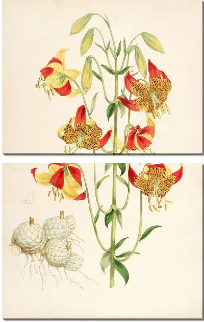 Картина Лилия Пардалинум (1877-1880)