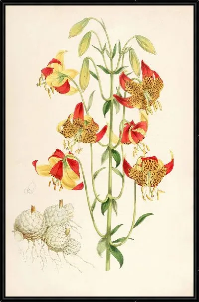 Картина Лилия Пардалинум (1877-1880)