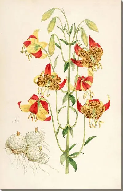 Картина Лилия Пардалинум (1877-1880)