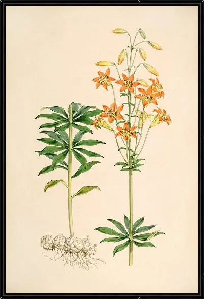 Картина Лилия Парвум (1877-1880)