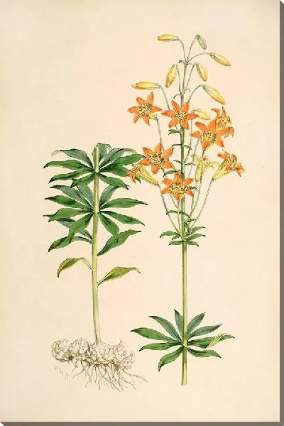 Картина Лилия Парвум (1877-1880)